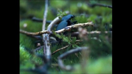 Les Hauts de Hurlevents Bande Annonce du film