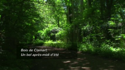 Bois de Clamart