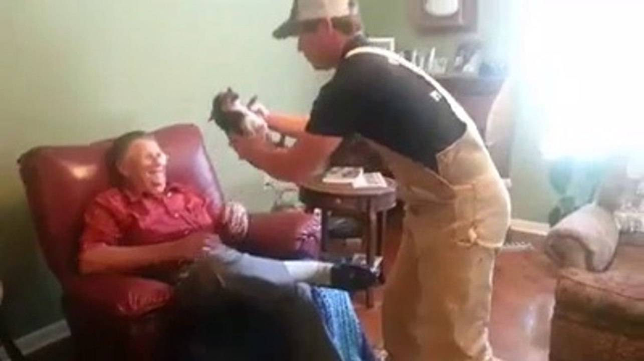 Un chihuahua a tellement peur qu'il fait le mort