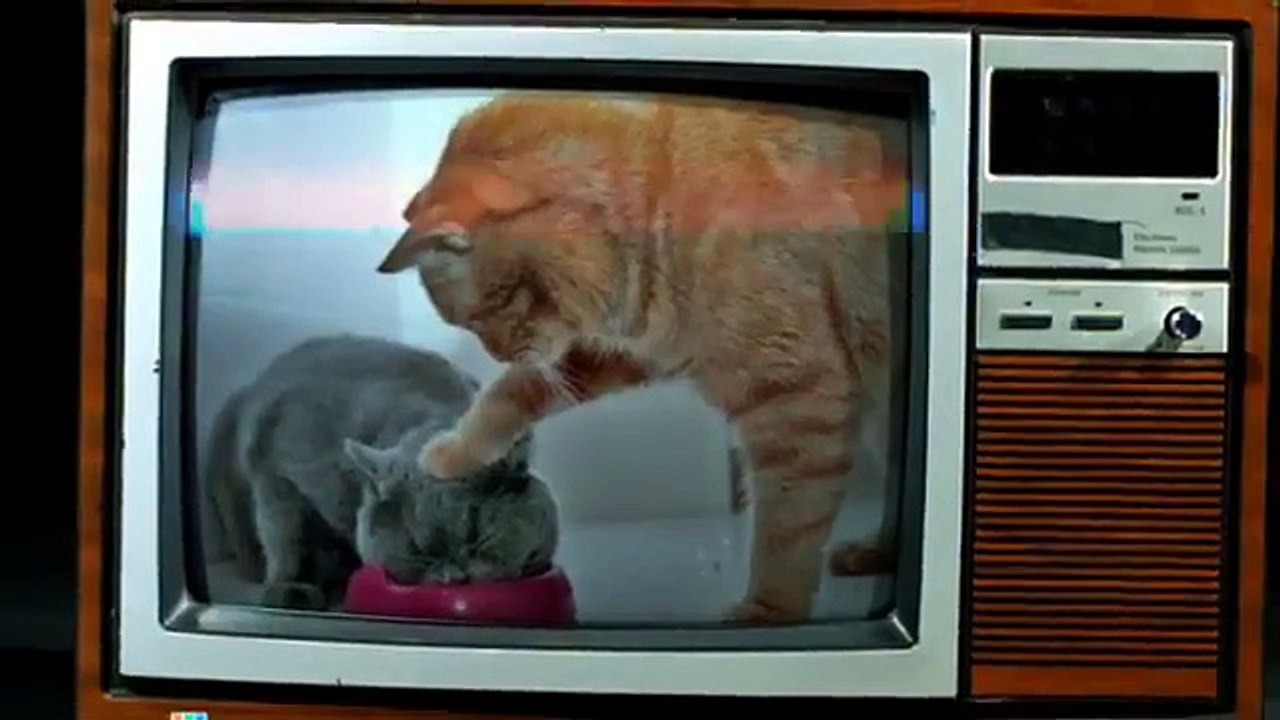 Juste un crocodile qui ne veut pas qu'on le filme...