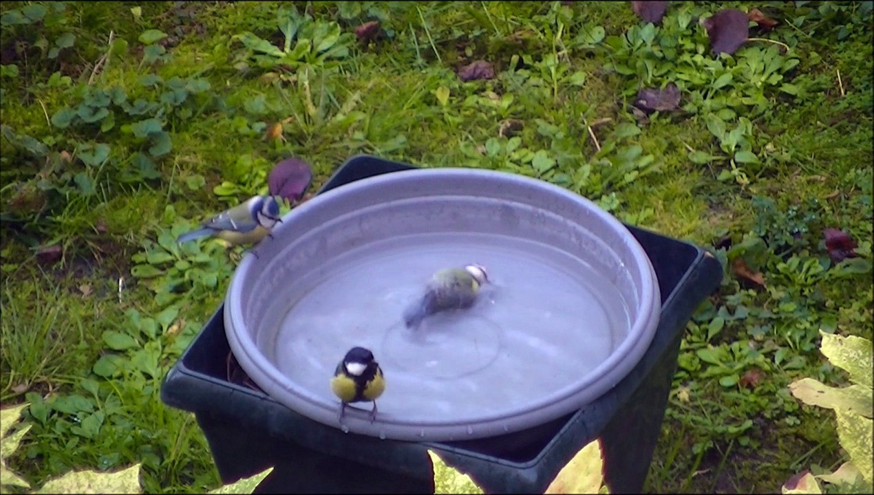 bain mésanges bleues