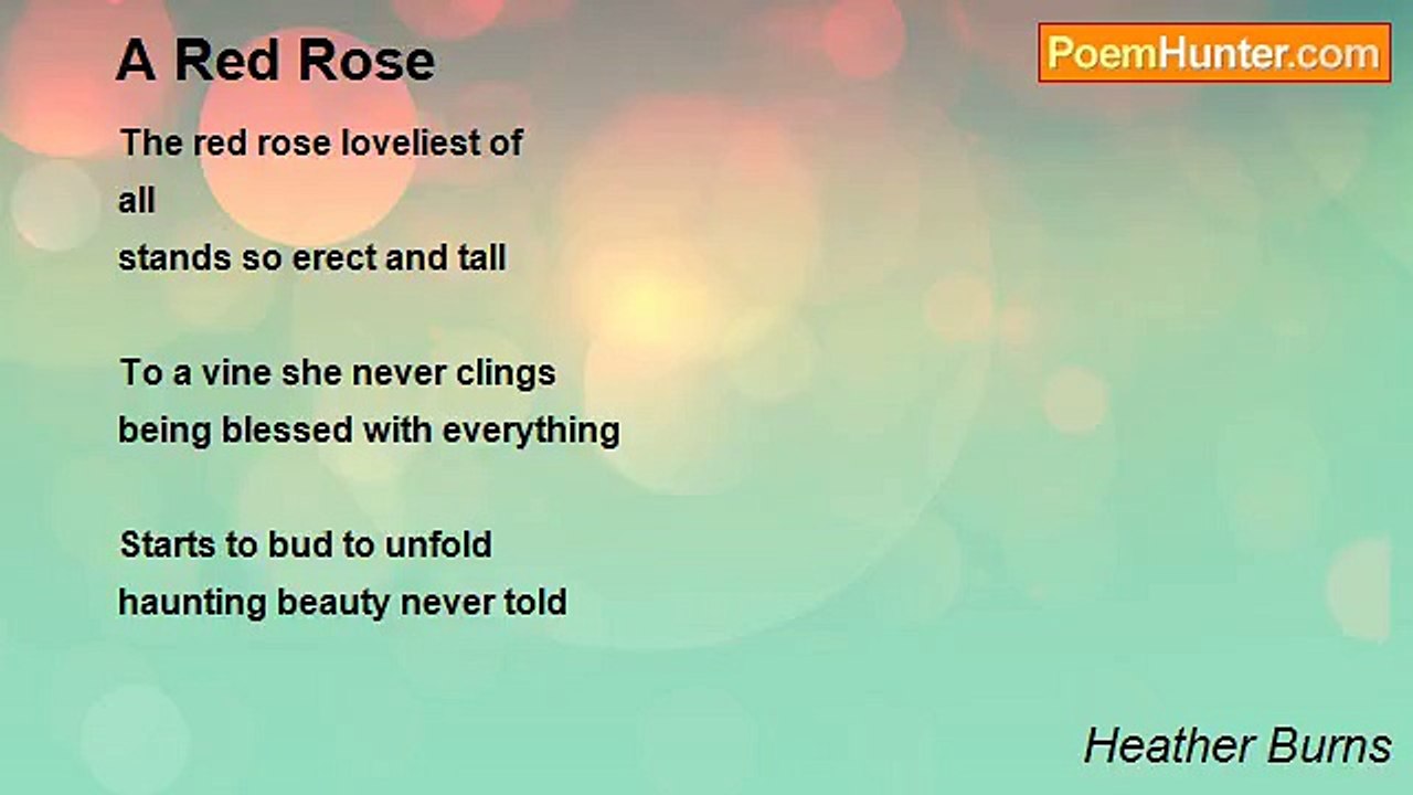 Heather Burns - A Red Rose