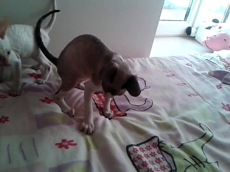 jorgen,petit male cornish rex ,seal point et blanc,de 3mois