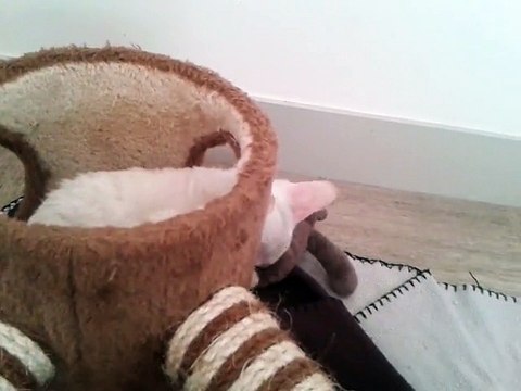 Juliette, petite femelle cornish rex blanche,de 3 mois