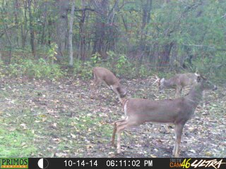 Hunters Seeing Plenty of Sign