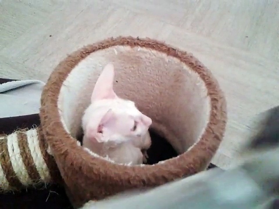 JESSY, petite femelle cornish rex de 2 mois