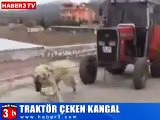 3500 Kglik Traktörü Çeken Kangal - Tarım Günlükleri _ Facebook