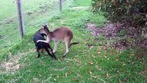 Kangaroo And Dog Showing Their Love For Each Other - Awesome!