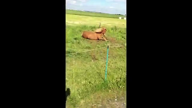 So I caught our horse rocking out... -))