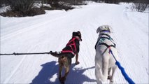 Ski joëring avec Rio et Joy