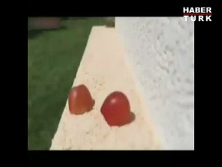 Kertenkelenin üzüm keyfi