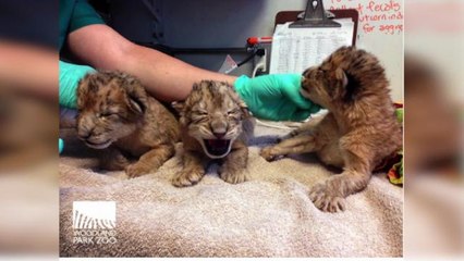 Adorable Lion Triplets Born at Woodland Park Zoo