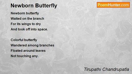 Tirupathi Chandrupatla - Newborn Butterfly