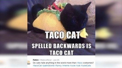 The Best Halloween Costumes for Cats