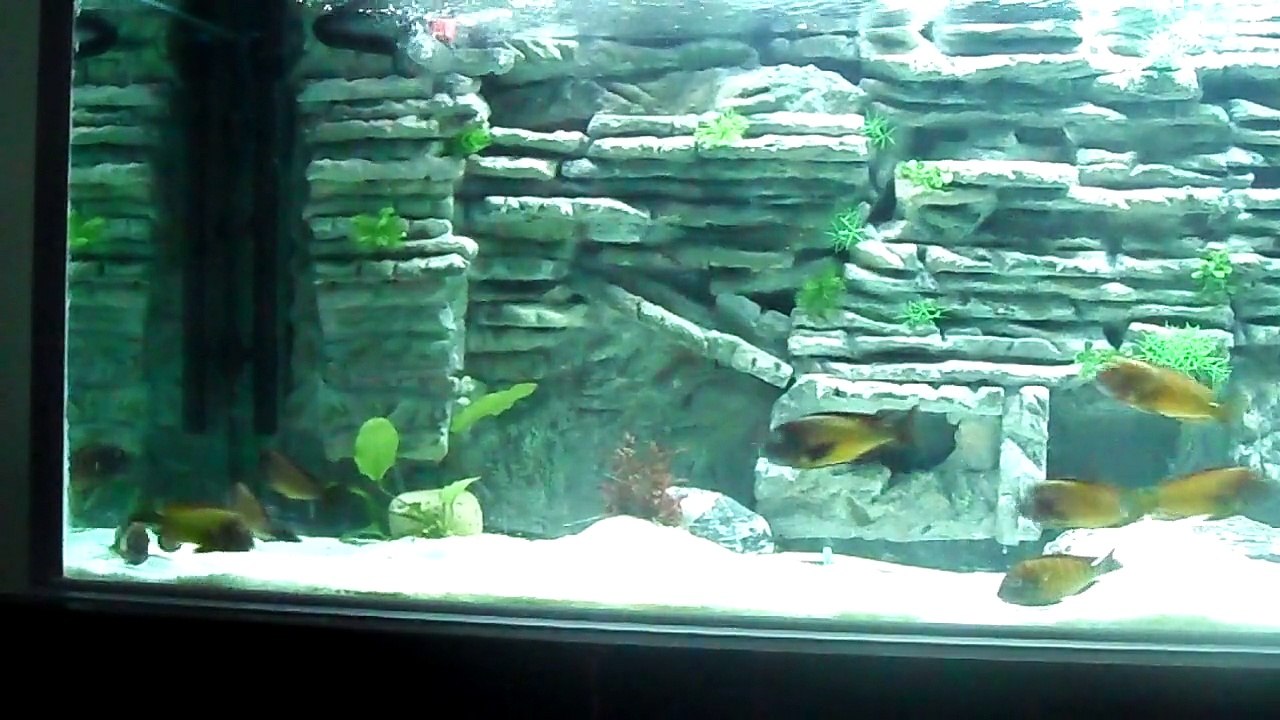 akvaryum arka fon  TROPHEUS İLANGİ UMUT ARUV