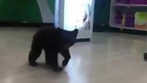 Bear cub roams aisles at local shop