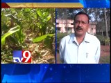 Wild elephants destroy crops in Kuppam