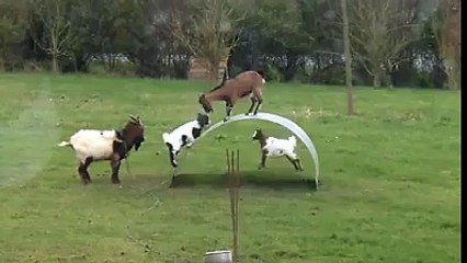 The Goats Play With Each Other And They Make Balance Very Easy