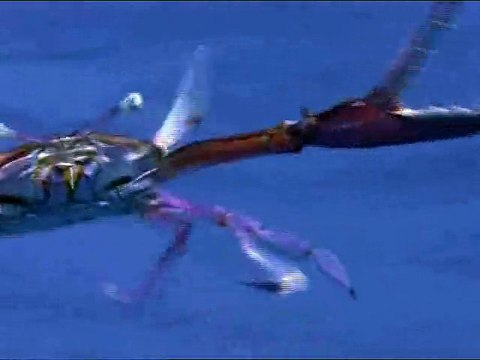 Голубая планета. Часть 3. Открытый океан