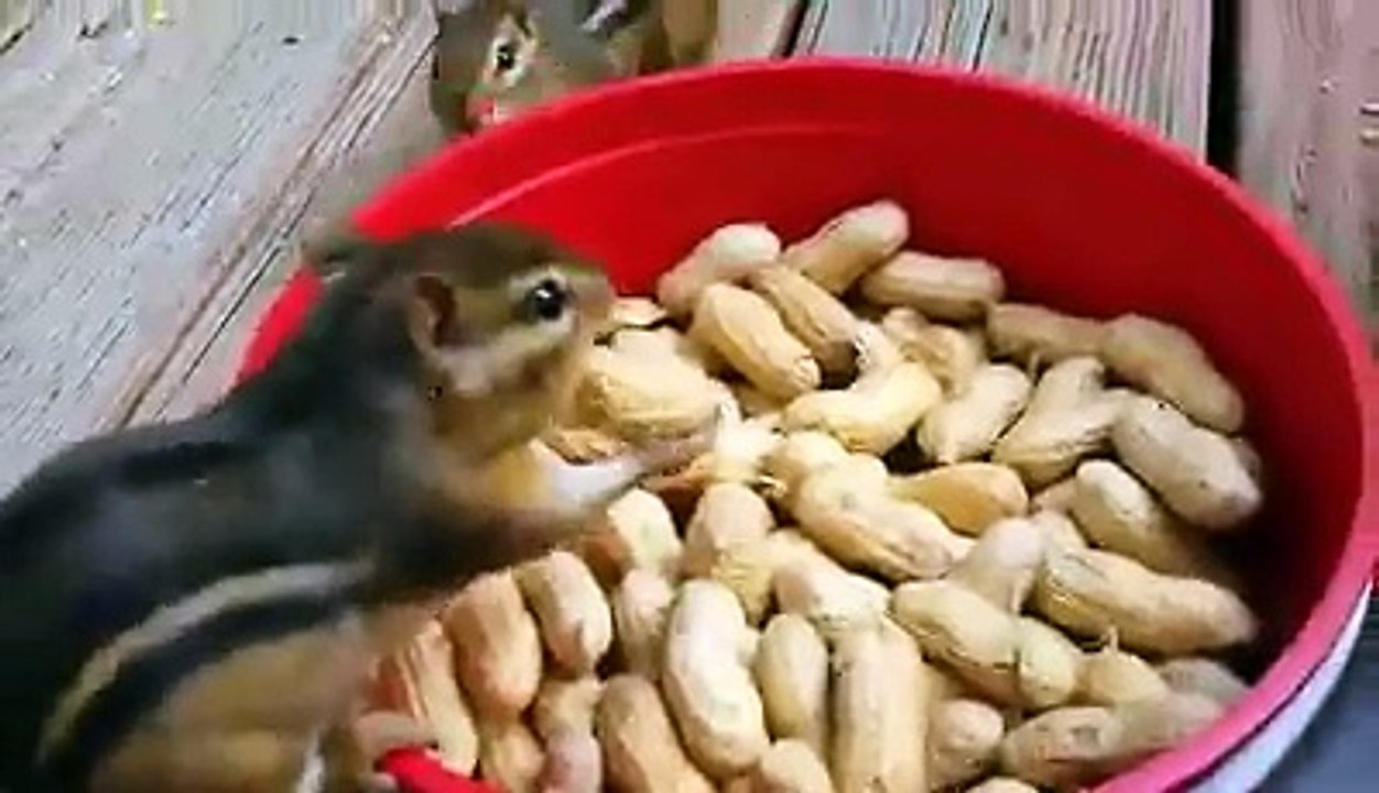 Sincapların Yiyecek Stoğu