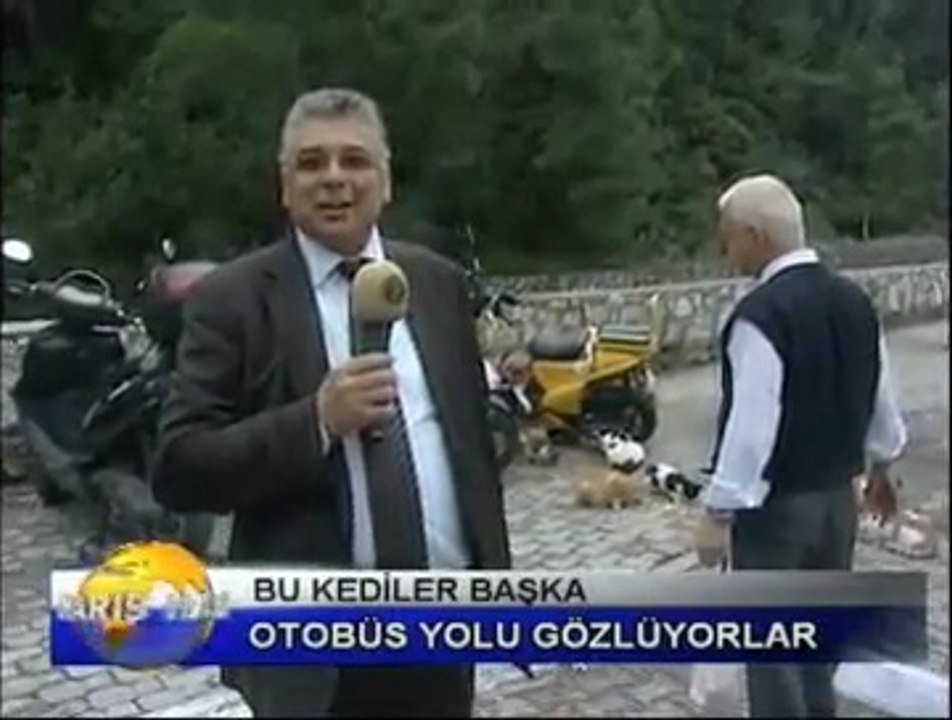 Otobüs Bekleyen Kediler