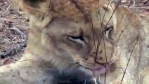 Lion vs Rhino vs Hyenas vs Wildebeest Löwen gegen Nashorn gegen Hyänen gegen Gnu