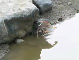 GREEN HERON CATCHES FISH WITH BAIT