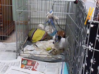 2ème portée de Bayka (chiots 31j)