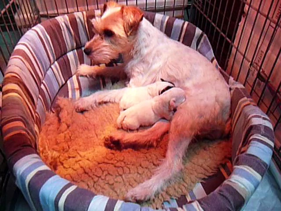 2ème portée de Bayka (26 février 2012 chiots 1j)