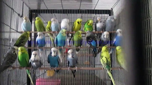 Exhibition Budgies of Syed Ovais Bilgrami