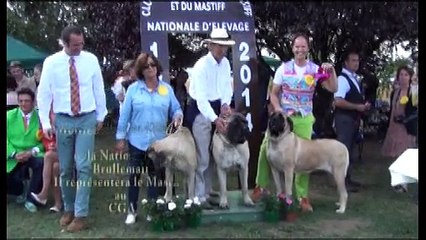 Nationale d'Elevage de Bullmastiff et de Mastiff, Montagny-les-Beaune, le 13 et 14 Septembre 2014.