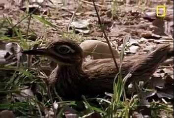 Bird is defending her eggs from lizard