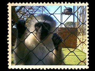 Animals in zoos are no more than a stamp collection