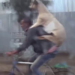Il transporte une chèvre sur son dos à vélo