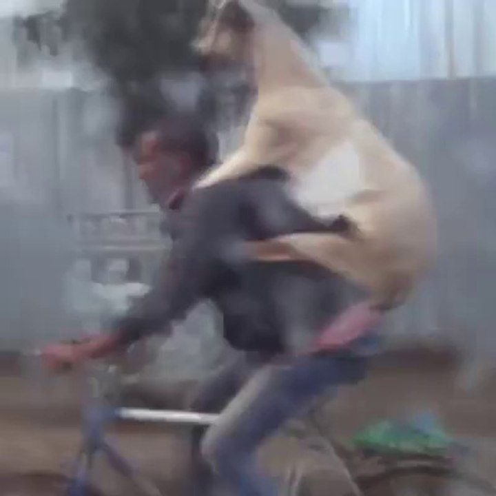 Il transporte une chèvre sur son dos à vélo