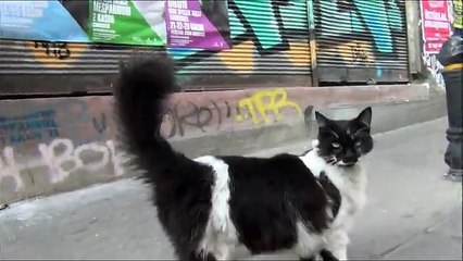 Yabancıların gözünden kediler