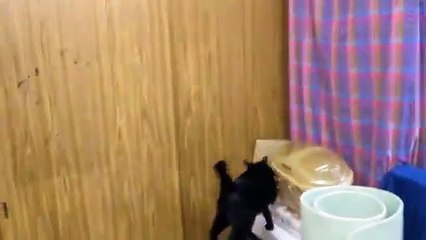 Ninja kediden İnanılmaz Performas - Oha be!