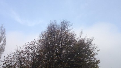 Un nid de frelons asiatiques détruit