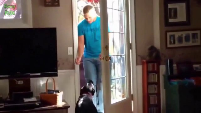 Cute Dogs Welcoming Soldiers Home - Pet compilation 2014