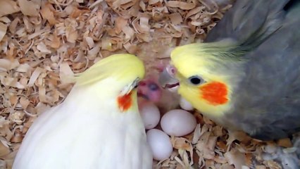 xsvt - vợ chồng vẹt chăm sóc vẹt con