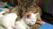 Rescue Kittens Cuddle Each Other in New Home