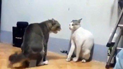 Une bagarre impressionnante entre deux chats
