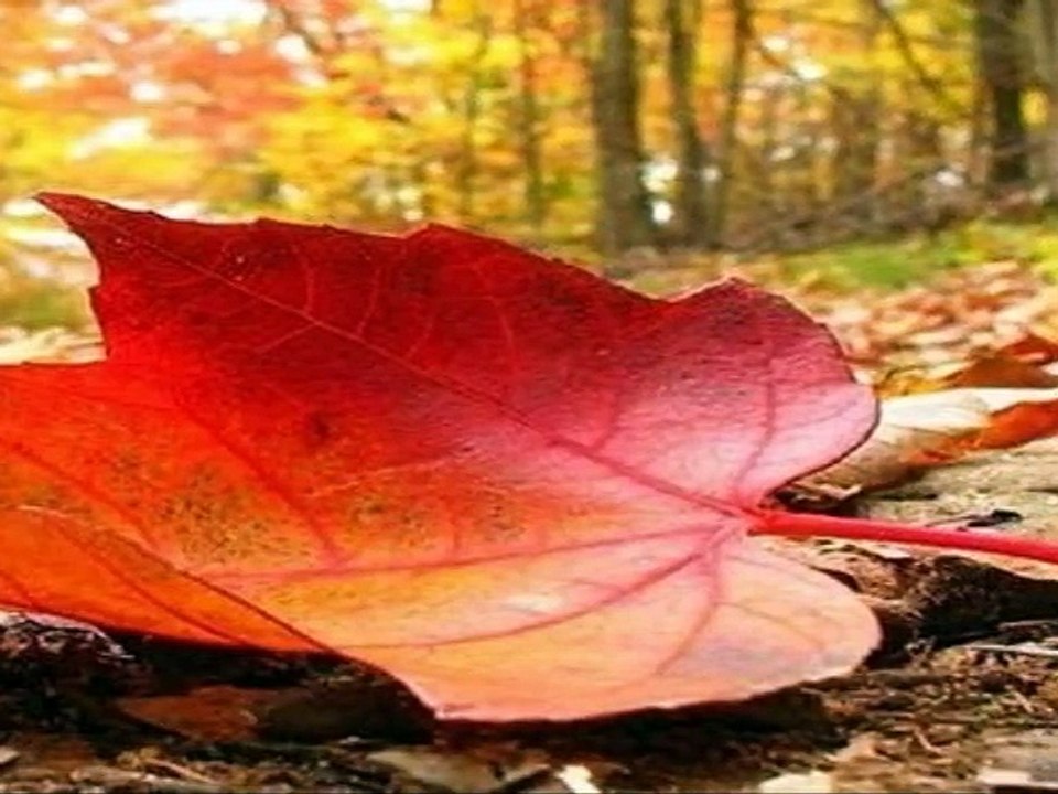 Impromptu Op. 90 N°3 - Franz Schubert