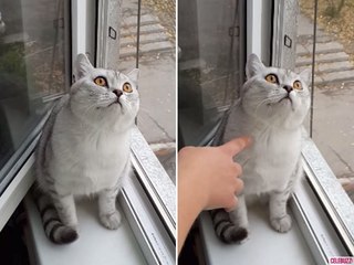 Ce chat bloque complètement