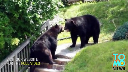 Bear Fight - New Jersey black bears behave like savages in caught on tape smackdown.