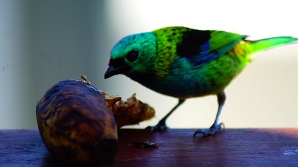 Birdwatching, Ubatuba, SP, Brasil, Marcelo Ambrogi, (1)