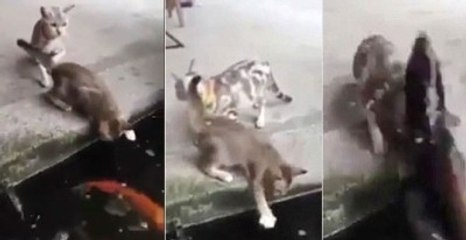 Sudan Fırlayan Balık Kıyıda Avlanan Kediyi Yuttu