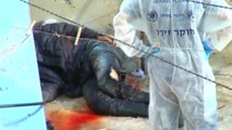 Israeli police kill Palestinian suspected of shooting far-right activist