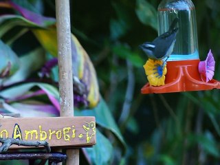 Bird watching by Marcelo Ambrogi - Taubaté - SP - Brazil - parte - (26)