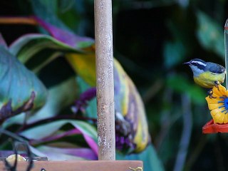Bird watching by Marcelo Ambrogi - Taubaté - SP - Brazil - parte - (30)